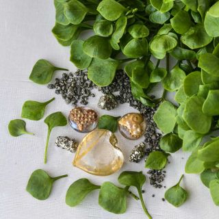 Miner's Lettuce leaves with a heart of gold on a white background.