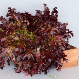 Closeup of Outredgeous Lettuce head in a wooden box on a white background.
