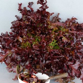 Closeup of Outredgeous Lettuce head on a white background.