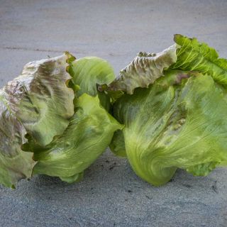 Two heads of Pablo Lettuce on a stone countertop.