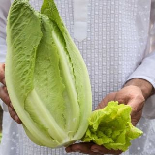 Parris Island Cos Lettuce heads held in the hands of a gardener.