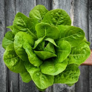 YEDIKULE Lettuce head on a wooden background.