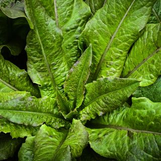 Chadwick's Rodan Lettuce growing in the greenhouse at Baker Creek.