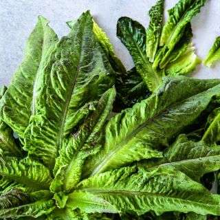 Chadwick's Rodan Lettuce with lettuce leaves on the side.