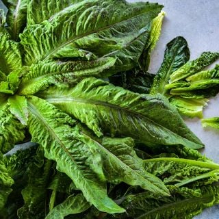 A head of Chadwick's Rodan Lettuce with lettuce leaves to the side.