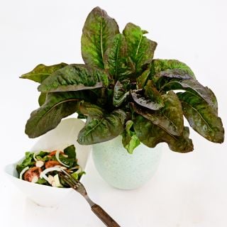 Devil's Ear Lettuce head with a salad in a bowl on light background.