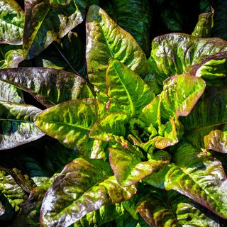 Sun shines on some Devil's Ear Lettuce growing in the trial gardens at Baker Creek.