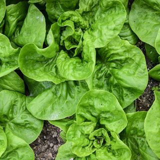 Close-up Landis Winter Lettuce growing in garden.
