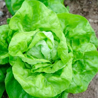 Landis Winter Lettuce growing in garden.