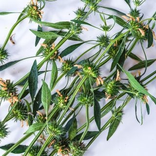 Lion's Ear sprigs