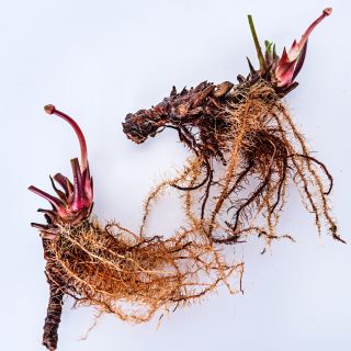 Carnivorous White Topped Pitcher Plant rhizomes on a white background.