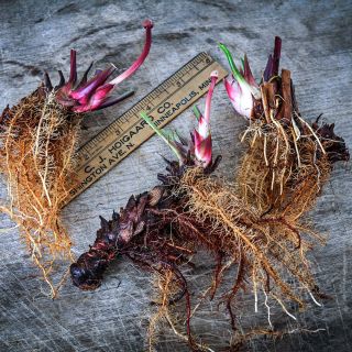 A trio of Carnivorous White Topped Pitcher Plant rhizomes with a ruler on wooden background.