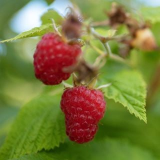 A close-up view of Cascade Delight Raspberry fruits ripening on the vine. Image Adober Stock with Extended License.