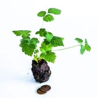 A Glencoe Purple Raspberry plant with coins to shwo size on a white background.