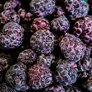 A close-up of Glencoe Purple Raspberry fruit.