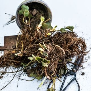 20 Quinault Bareroot Strawberry Plants with a trowel and a pot and soil on a white background.