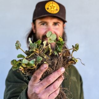 A gardener holds up 20 Quinault Bareroot Strawberry Plants against a grey background.