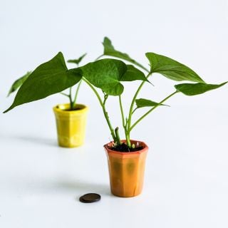 A couple of Jersey Yellow Sweet Potato Plants in small pots with some coins to show size on a white background.