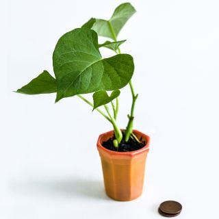 A single Jersey Yellow Sweet Potato Plant in a small orange pot on a white background.