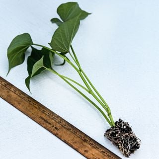 Lilac Beauty Sweet Potato Plant with a wooden ruler to show the size on a white background.