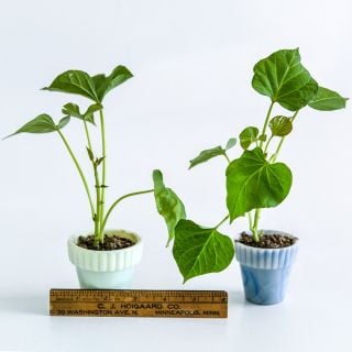 A pair of Pumpkin Yam Sweet Potato Plants in little pots with a small ruler to show size on white.