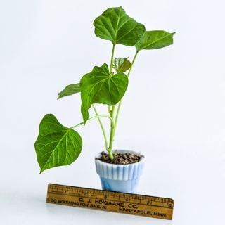 A single Pumpkin Yam Sweet Potato Plant in a small pot on a white background.