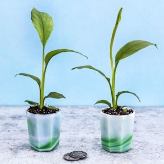 Two Live Plants or Yellow Turmeric with coins to show the size of the plants when the plants ship.