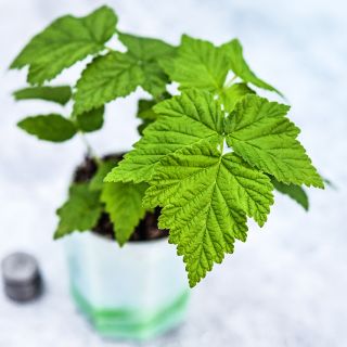Overhead view of a Fall Gold Raspberry Plant and foliage detail.