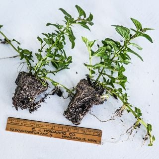Two bare root Double Mint plants with ruler to show size against a light background.