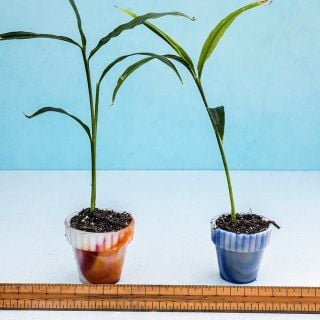 A duo of Edible Root Ginger Plants in pots with a ruler to show size.