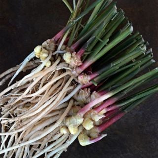Edible Root Ginger on a copper background.