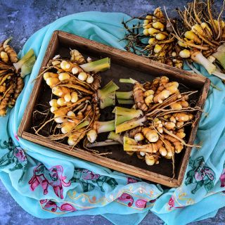 Yellow Turmeric roots in a wooden box with a bright blue scarf from India.