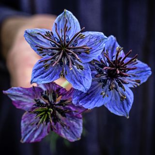 Close-up detail of a hand holding a trio of Midnight Nigella Love-In-A-Mist flowers.
