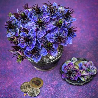 Midnight Nigella Love-In-A-Mist flowers arranged in silver vase with watch faces on a purple background.