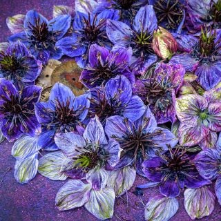 A detailed view of Midnight Nigella Love-In-A-Mist flowers on dark purple background with watch faces.