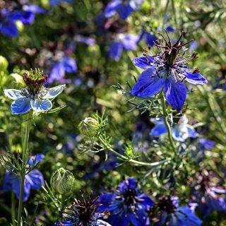 Midnight Nigella Love-In-A-Mist flowers growing in the trial gardens at Baker Creek.