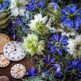  Love-In-A-Mist Seeds, Miss Jekyll Mix 