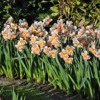 Mallee Daffodils growing in the garden.  Image courtesy of Fluwel Bulb Co.