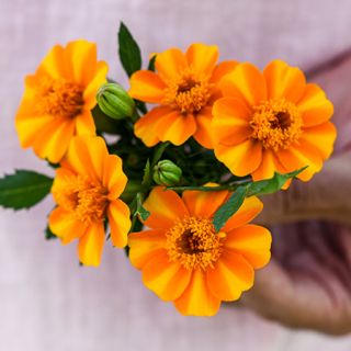 Bambino Marigold