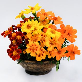 An arrangement of Disco Mix Marigold flowers in a wooden bowl on white background.