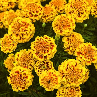 Little Hero Fire Marigolds growing in the trial gardens at the Baker Creek farm in Mansfield, Missouri.