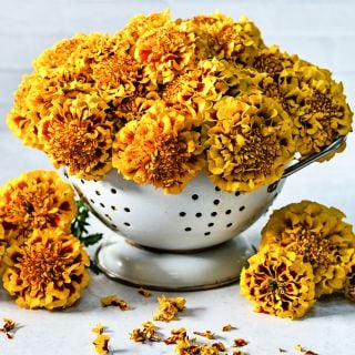 Little Hero Fire Marigolds in a collander surrounded by flowers on lighht background.