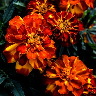 Close-up view of Safari Scarlet Marigolds growing in a Baker Creek greenhouse.