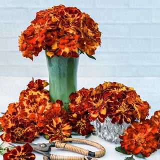 Safari Scarlet Marigolds arranged in a vase surrounded by blooms with garden scissors on a light background.