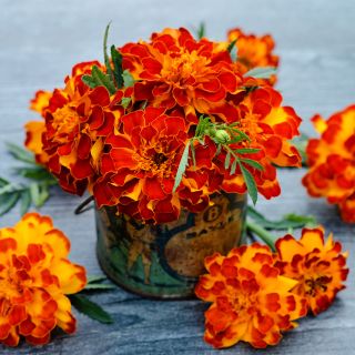 Safari Scarlet Marigolds arranged in a container surrounded by blooms on grey background.