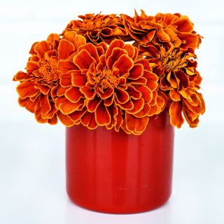 Safari Scarlet Marigolds in a red cup on a white background.