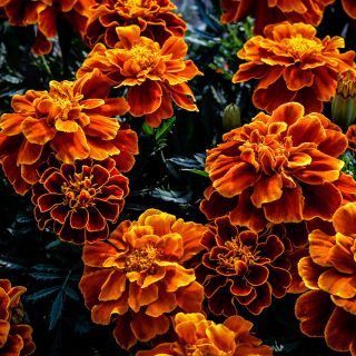 Safari Scarlet Marigolds growing on the farm at Baker Creek in Mansfield , Missouri.