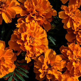 Safari Tangerine Marigolds illuminated by diffuse morning light in the garden at Baker Creek.
