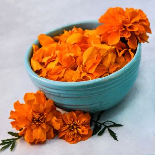 A blue bowl full of Safari Tangerine Marigold petals with flowers on a light background.
