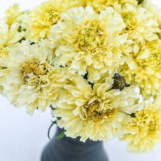 Close-up of Sugar and Spice Marigolds arranged in a vase.